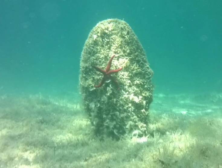 a close up of an ocean weed with sea plants growing out of it