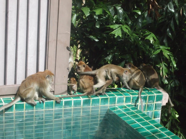 monkeys sitting next to a pool with green tiles