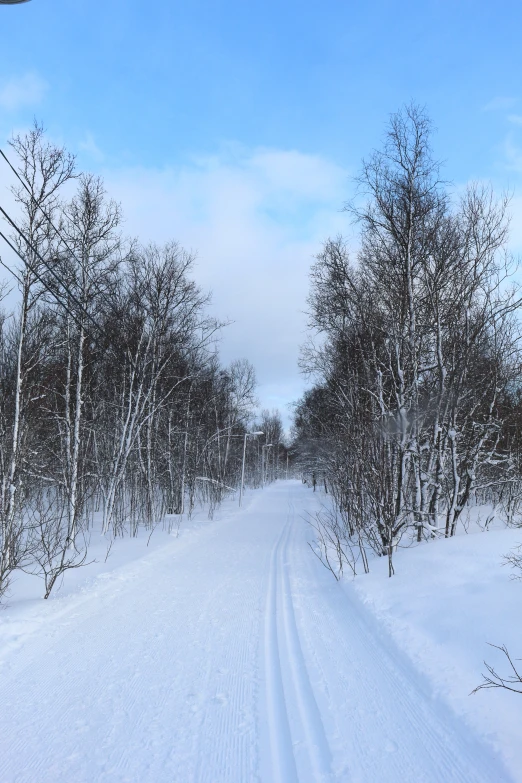 there is a single tree lined road that appears to be very narrow