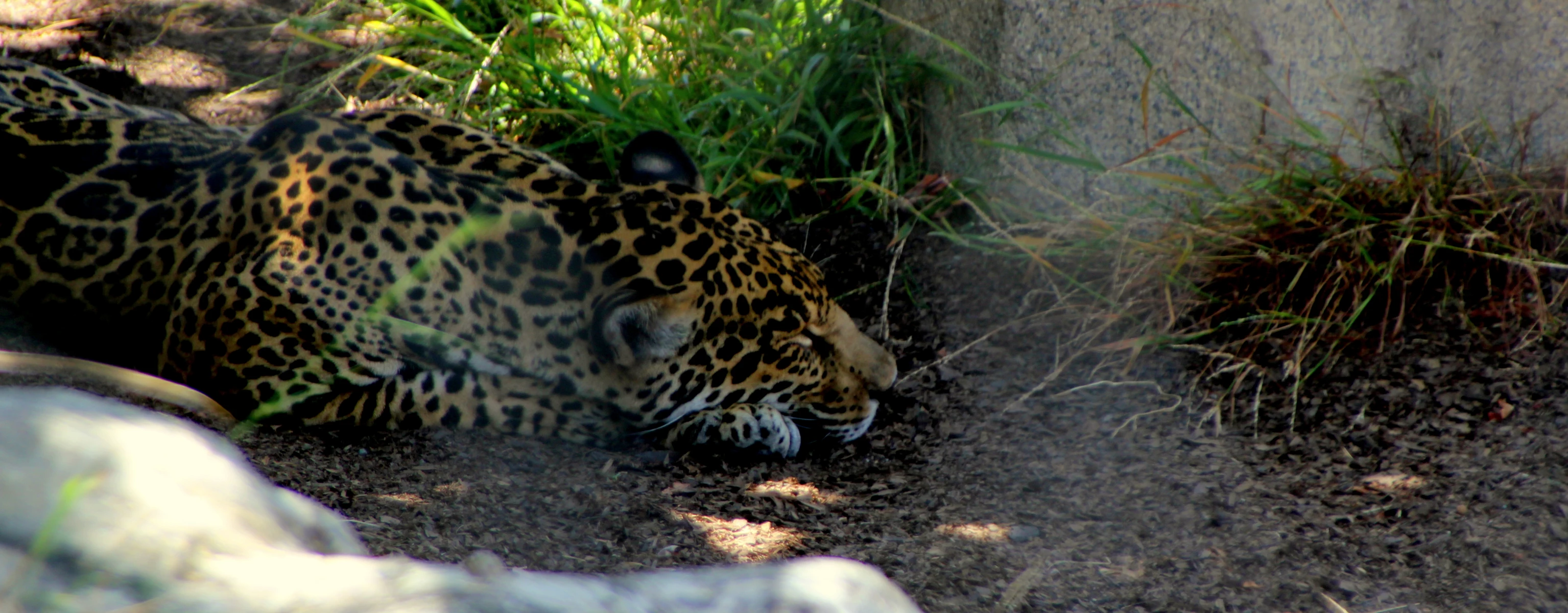 the leopard is taking a nap on the ground