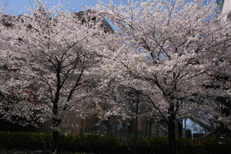 some trees with white blossoms in the grass