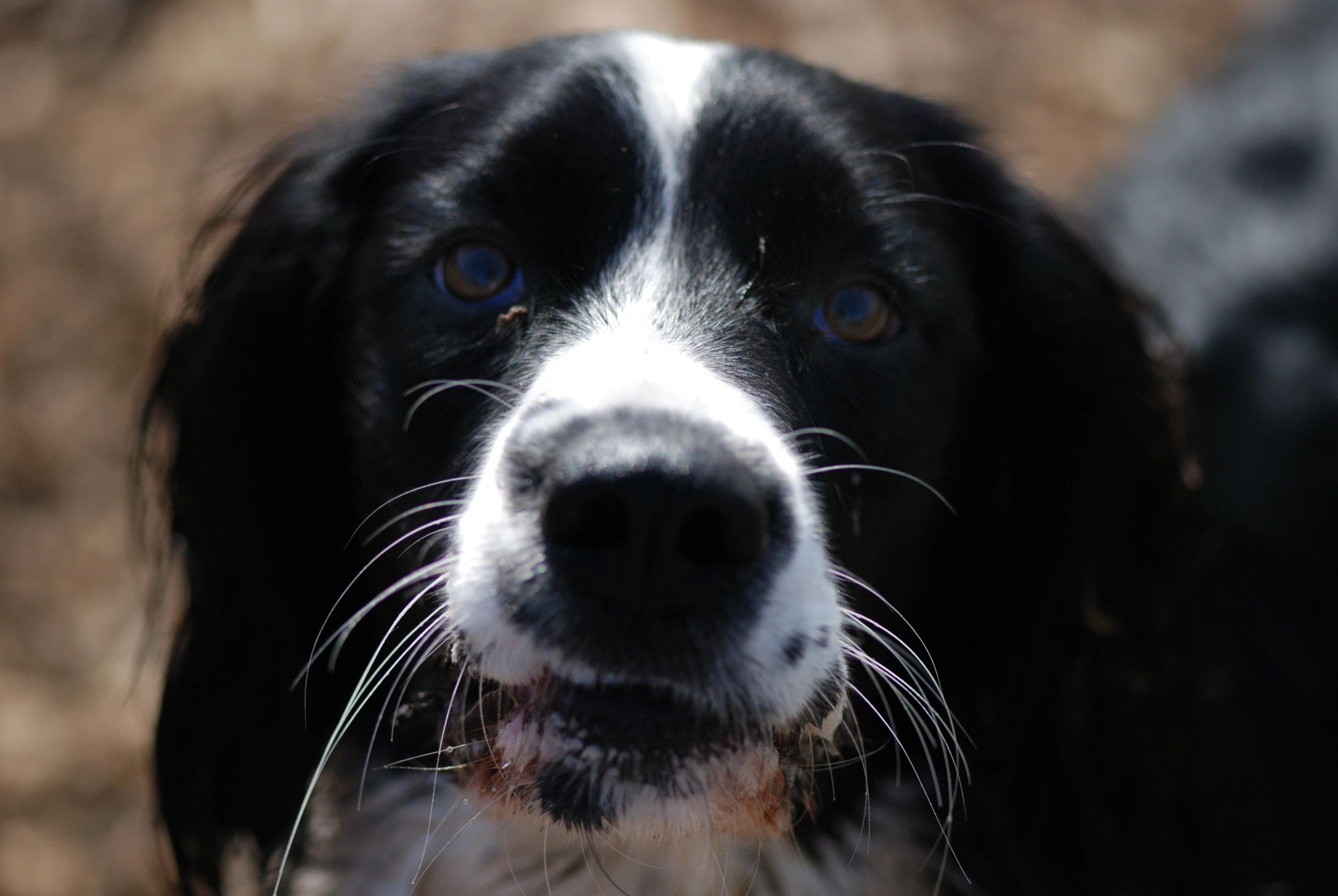 black and white dog looks up into the distance