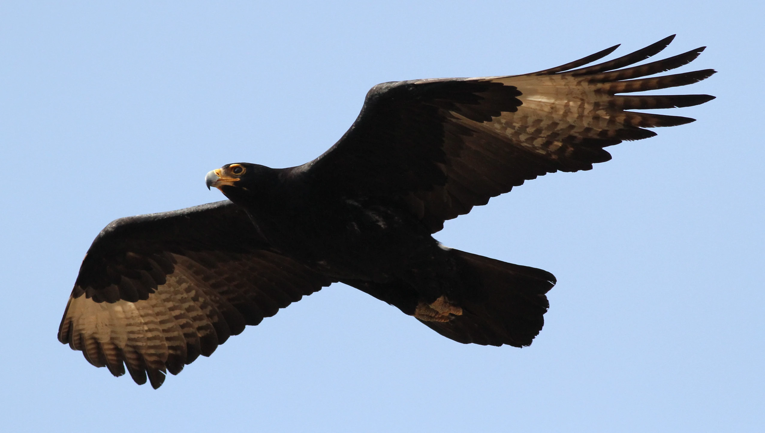 there is a large black eagle flying in the sky