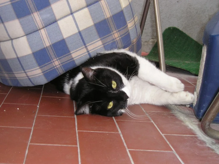 a cat laying under a chair with his head on the floor