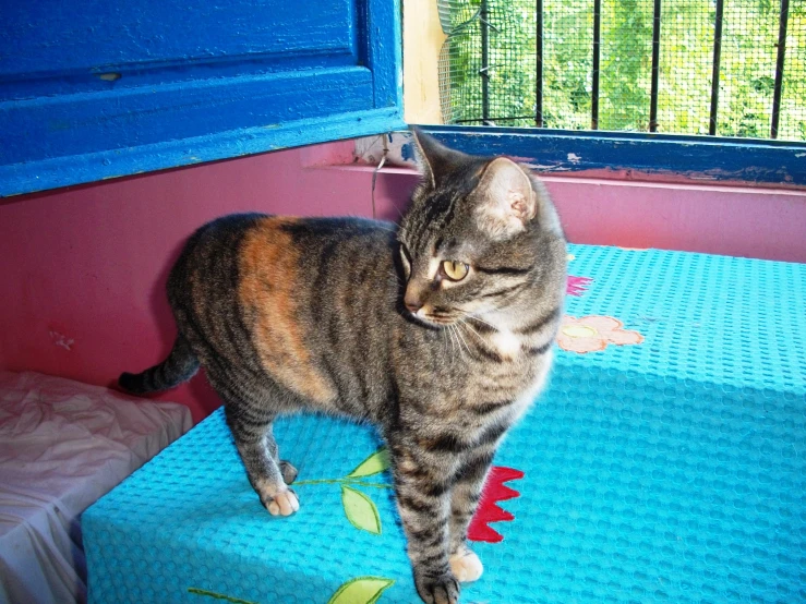 a cat stands on top of blue mating