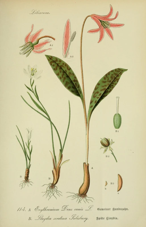 this antique print shows several plant life