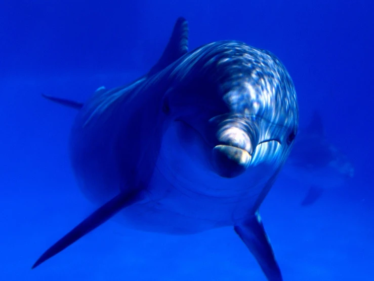 a large shark swimming on top of the ocean