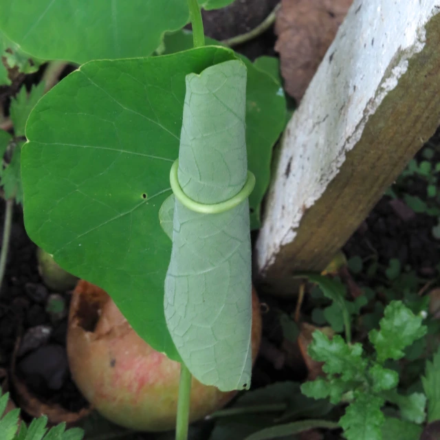 a large green leaf with a little plant in it