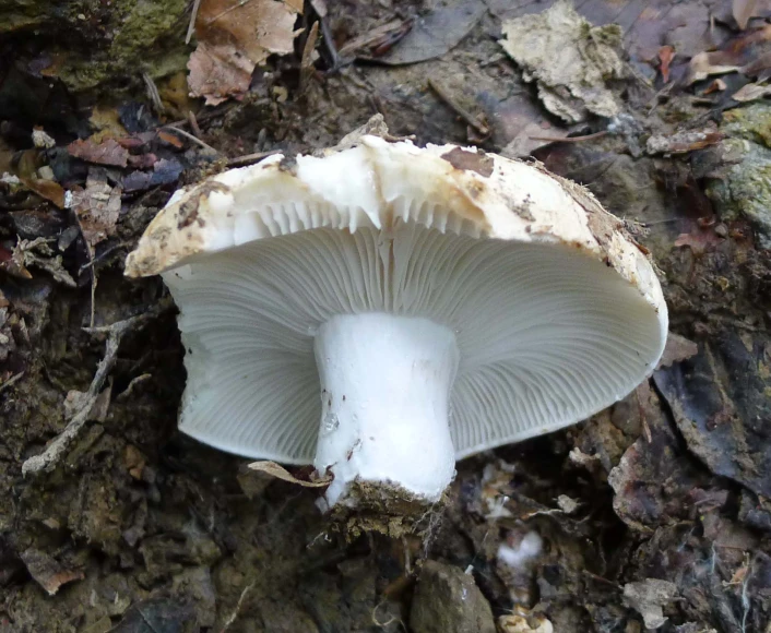 a single white mushroom sitting on the side of a tree