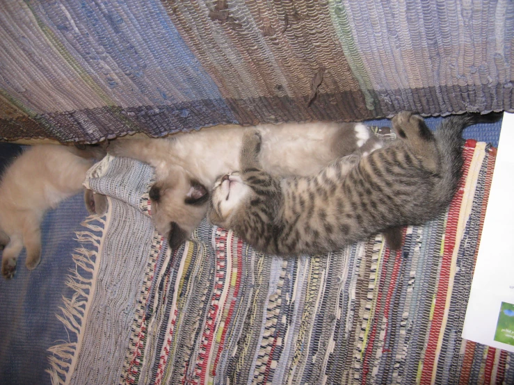 two cats, one brown and white, nap under a blanket on the floor