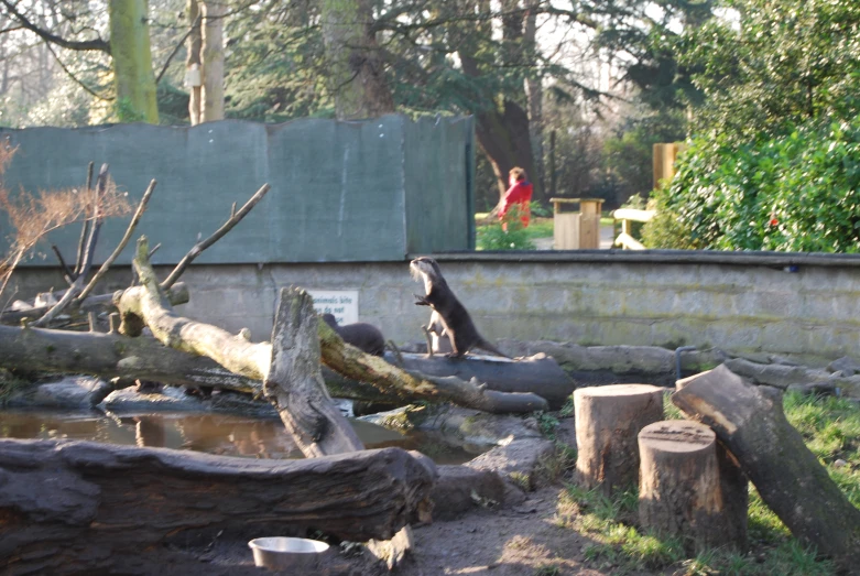 a zoo has various trees and some logs