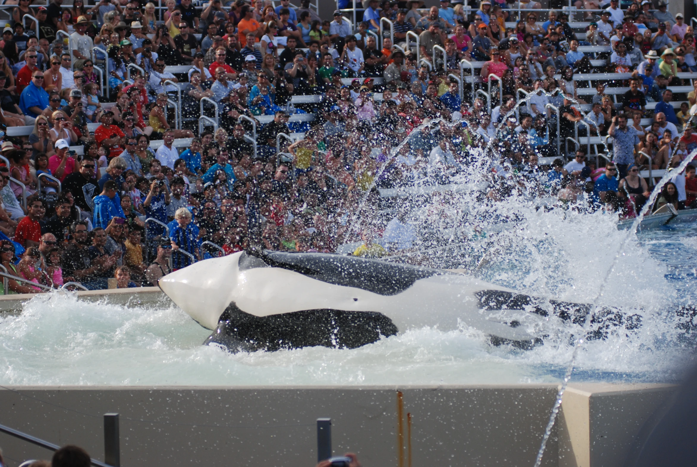 an orca whale swims through a pool of water as a crowd looks on