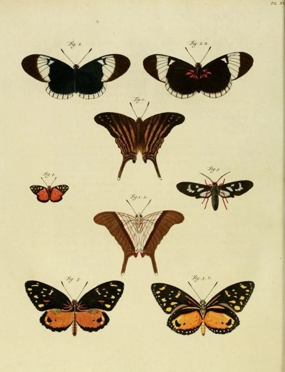 illustration of various erflies in various positions