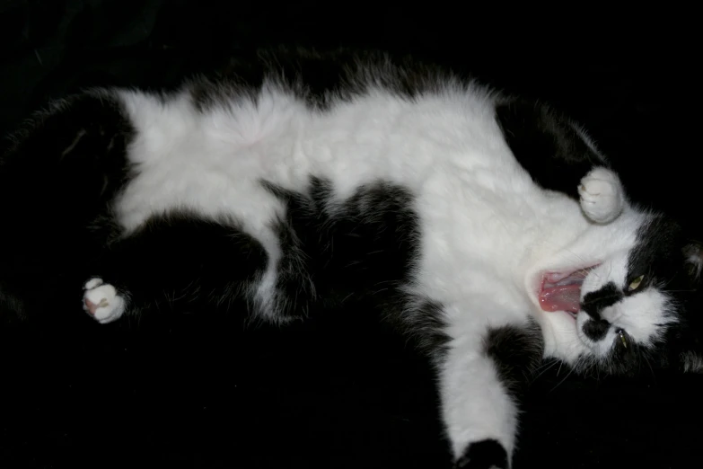 a black and white cat with it's mouth open