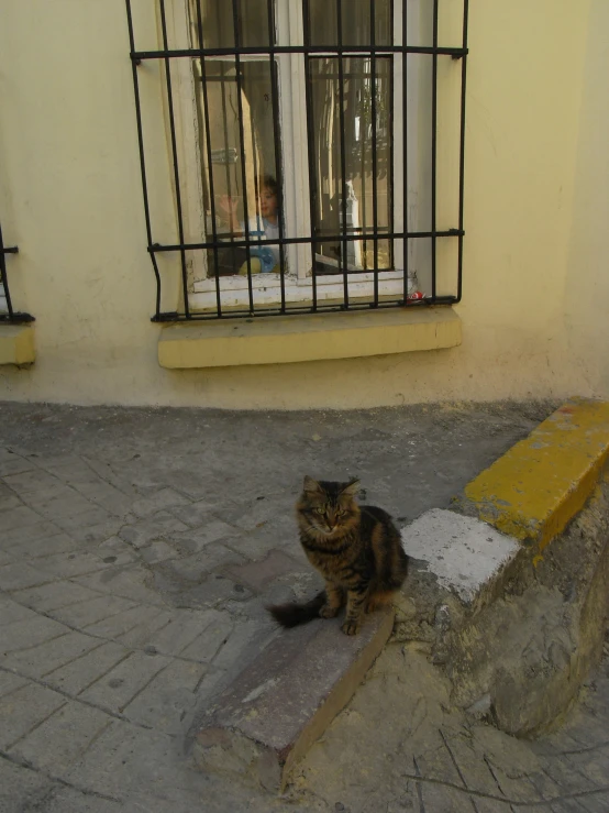 a cat sits on the ground outside near a window