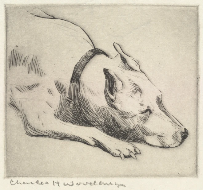 a drawing of a dog with his head turned to the side
