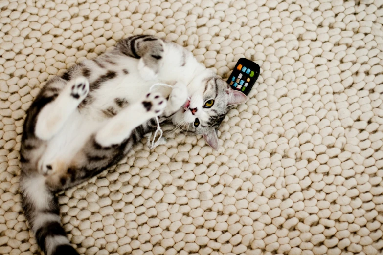 a grey cat lays on it's back on a blanket with a cellphone strapped to its neck