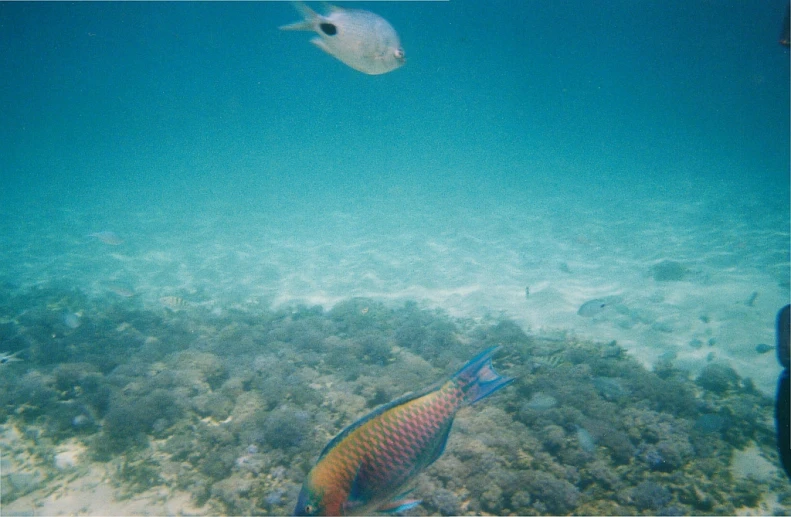 two tropical fish swimming near a reef in the ocean