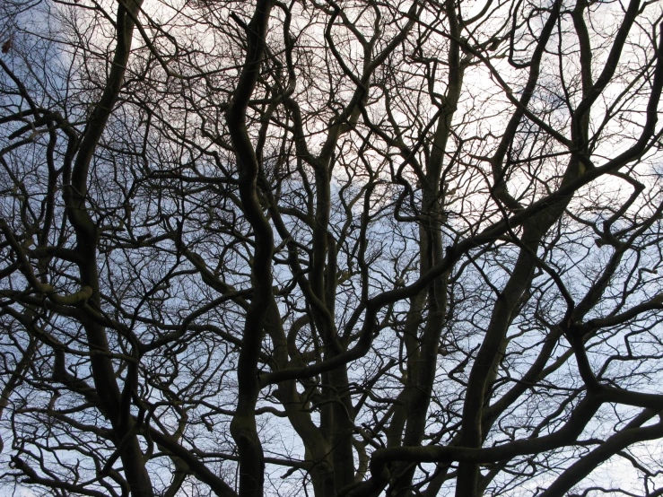 bare trees against a blue sky during winter