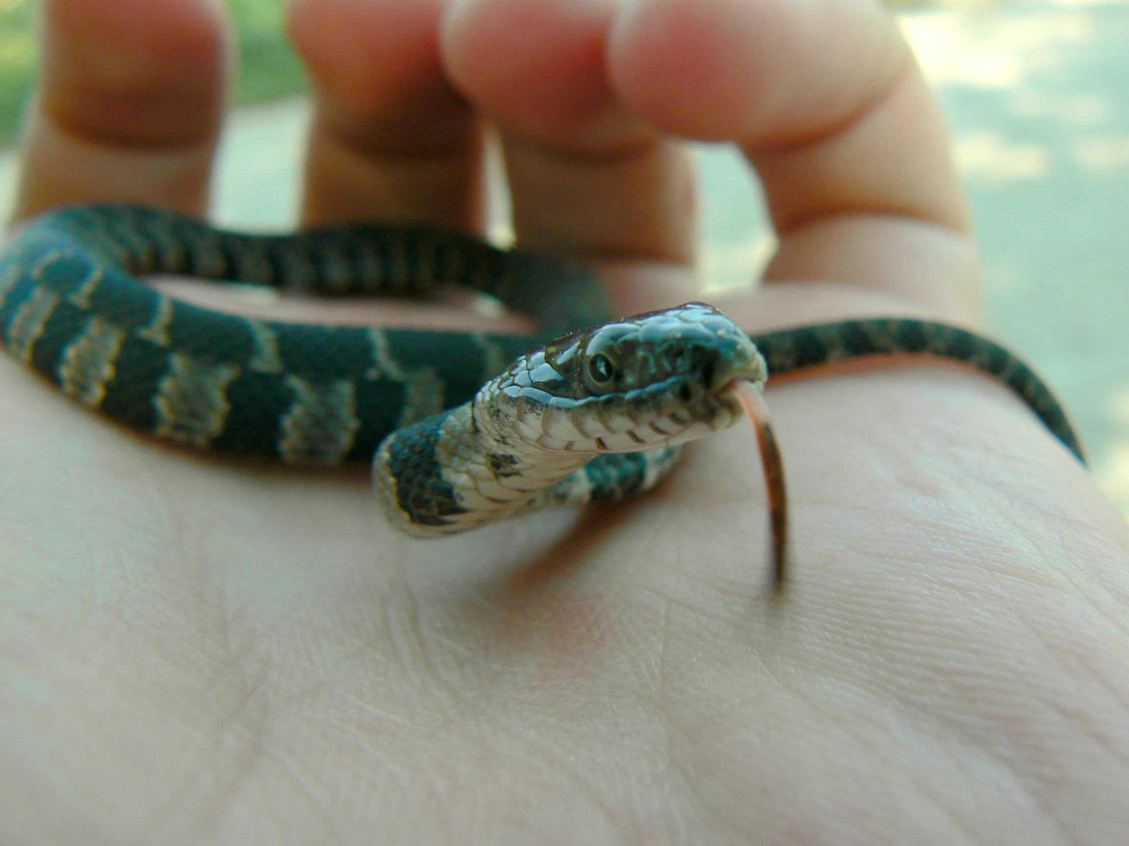 a hand holds the body of a small green and black snake