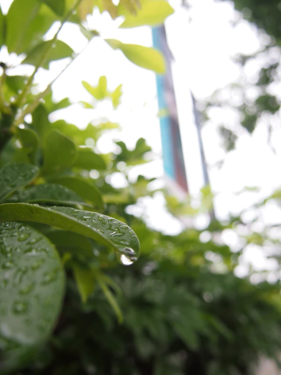 rain drops on leaves of a plant with a flag in the background