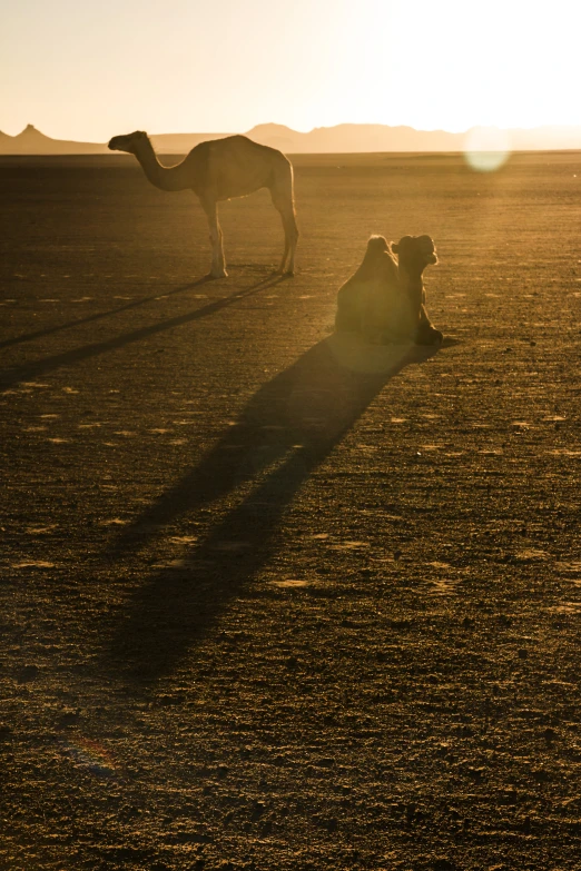 a couple of camels on some dirt