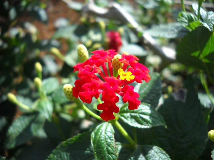 a bunch of red and yellow flowers near some green leaves