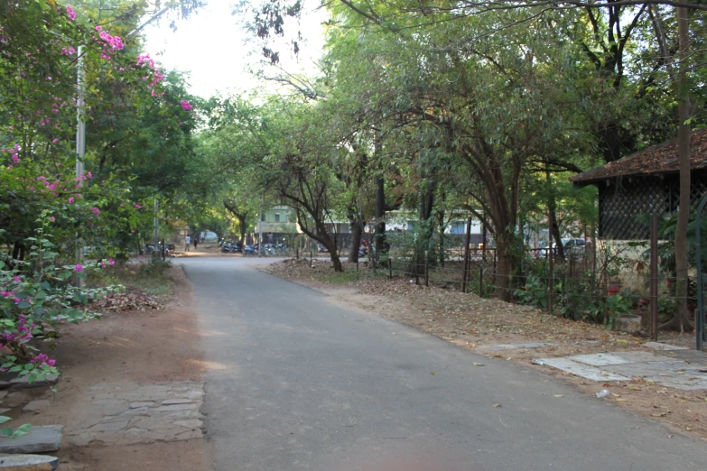 a road running under trees with a gate near it