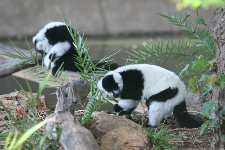 a couple of small white and black animals next to some trees