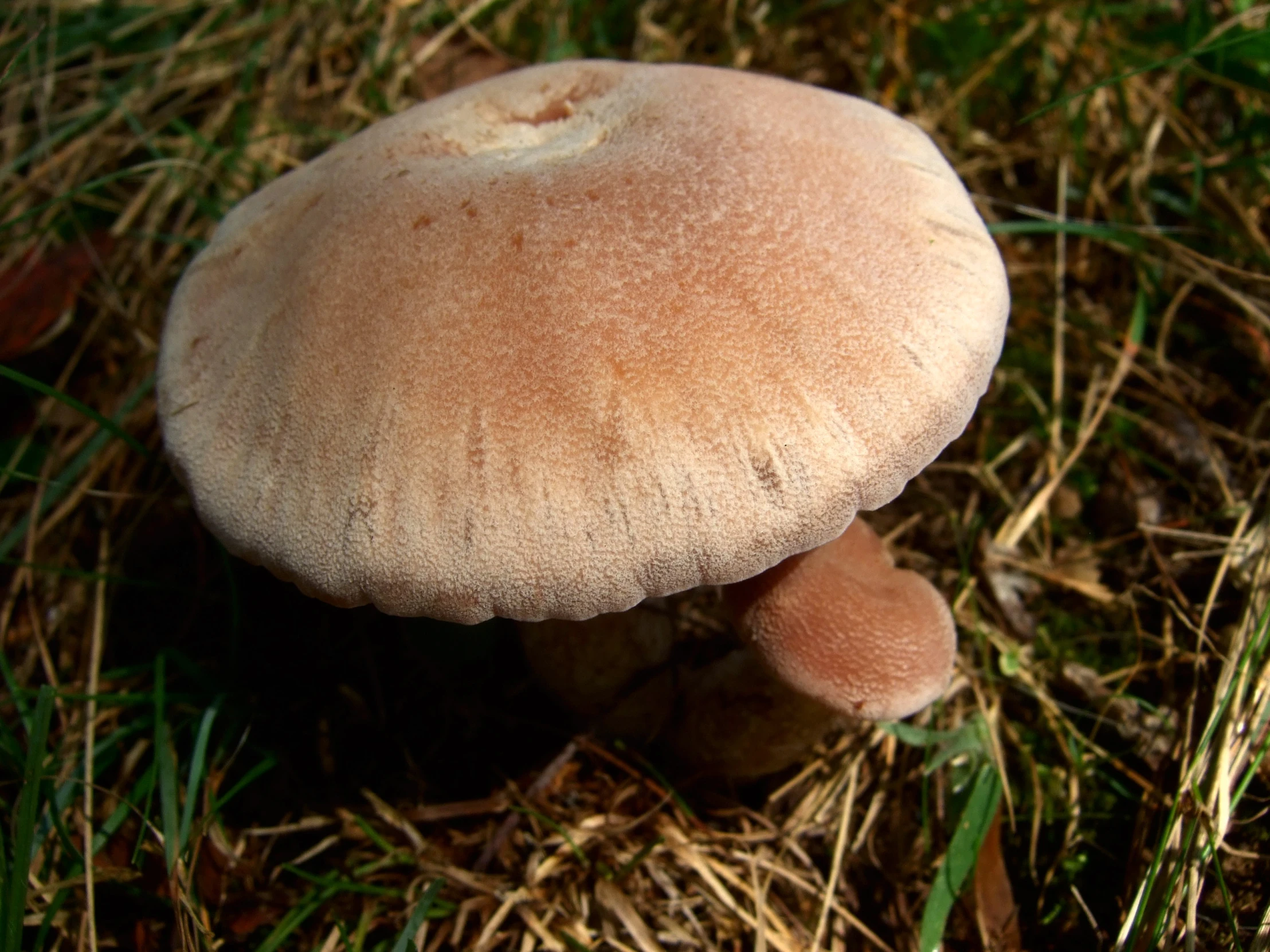 a single mushroom in the ground near the grass