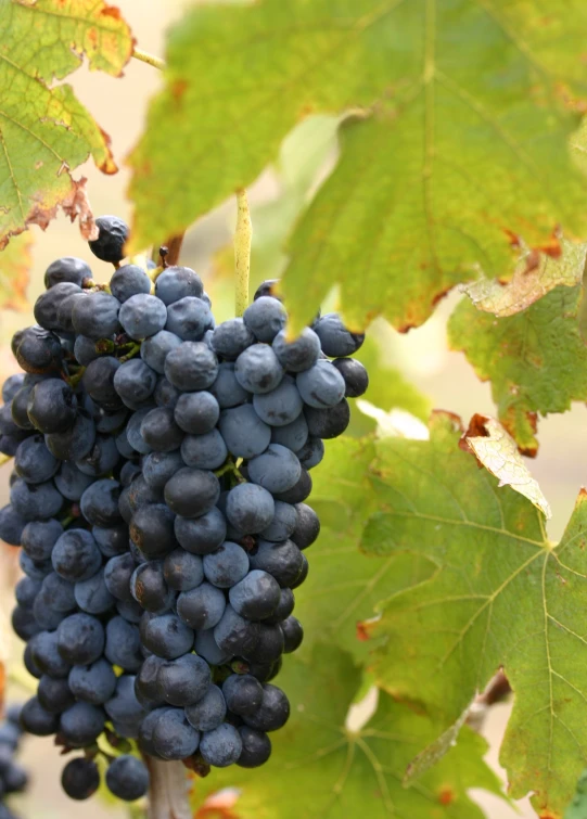 bunches of blue gs are displayed on the vines