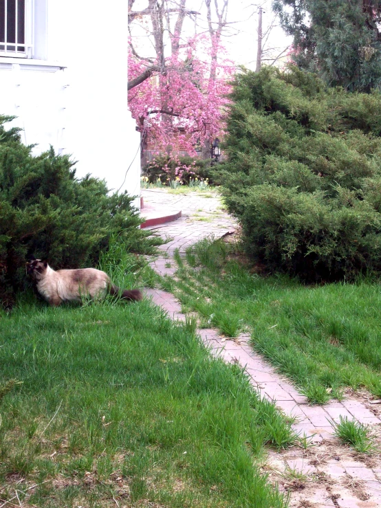 a cat sitting next to some bushes on the ground