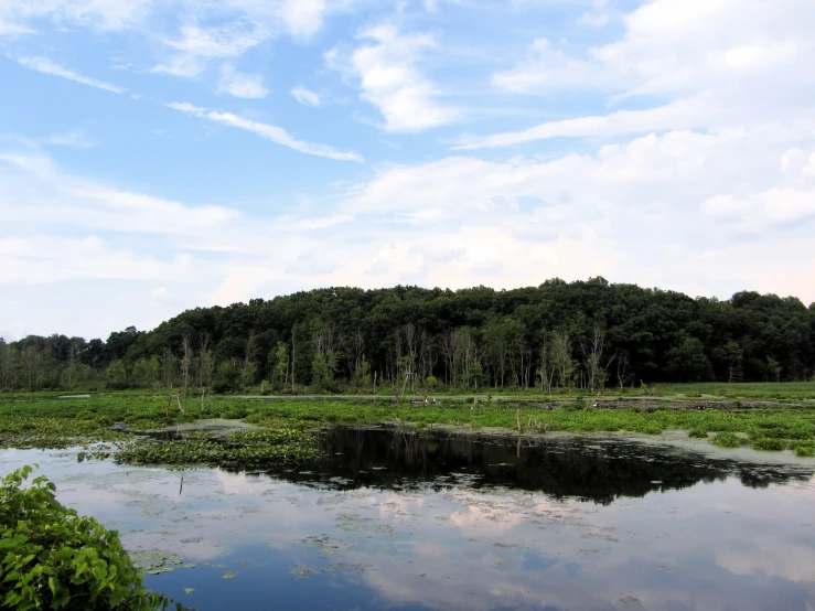 a large body of water next to a forest