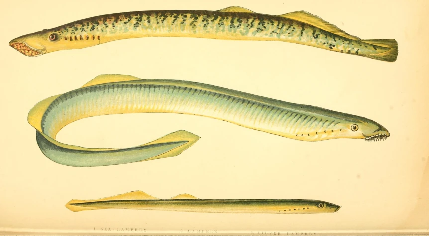 vintage print of two fishes showing the size of their tails