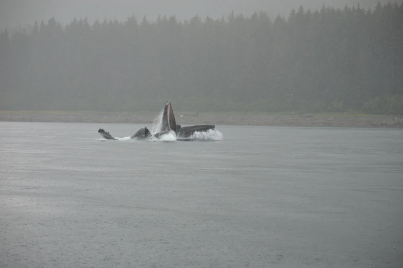 two sea otters playing in water and one in the air