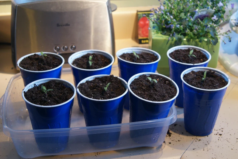 small seedless plants sit in blue cups on a counter