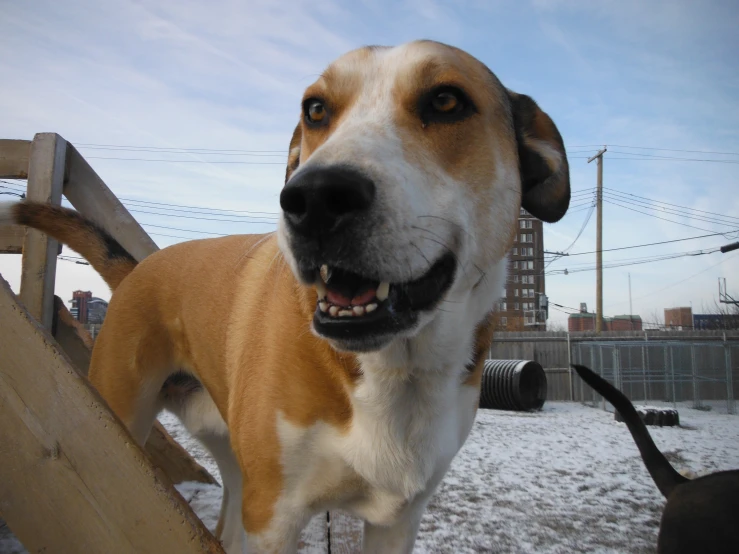 a close up of a dog standing on snow covered ground