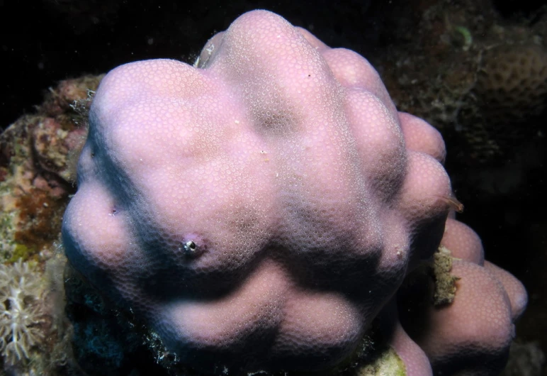 a pink sponge is growing out of a coral