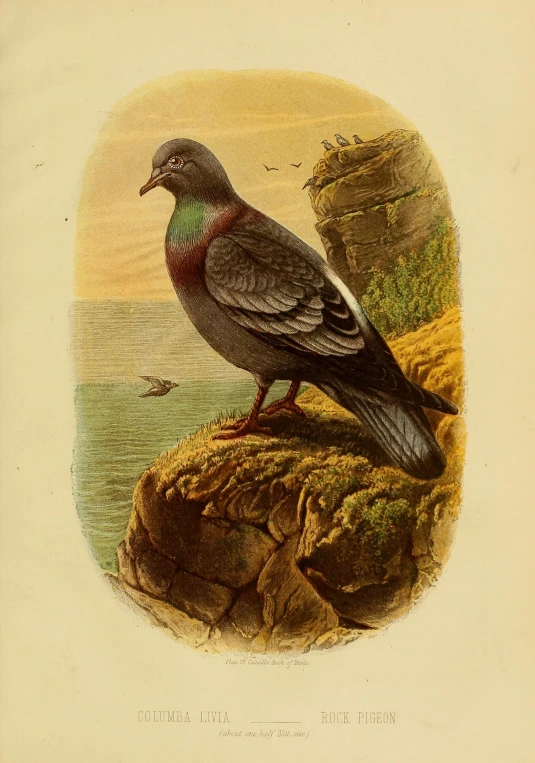 a bird perched on a rock with sea in the background