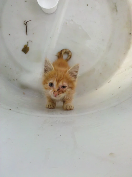 small cat looking up while inside a white bowl