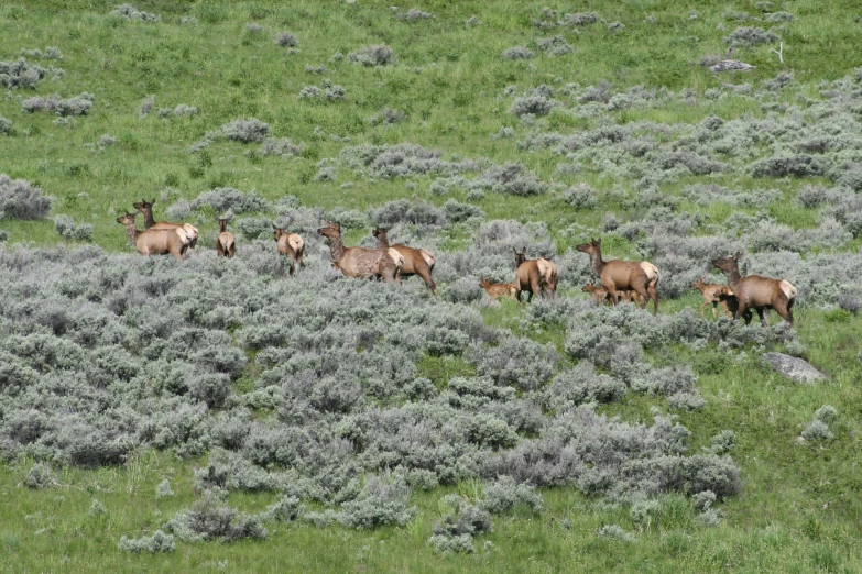 a large group of horses standing in the middle of a green field
