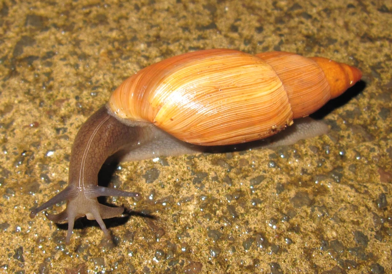 a slug with it's back turned towards the camera