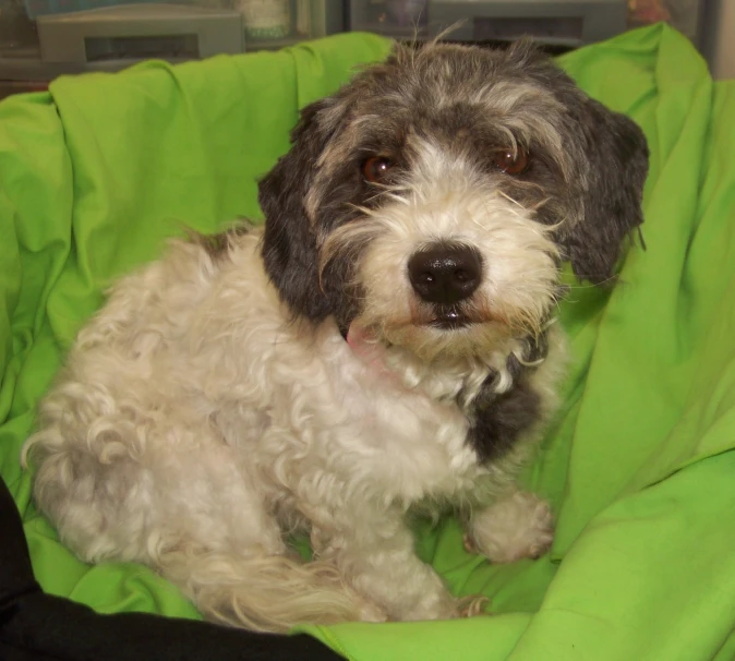 a dog is sitting in a green blanket