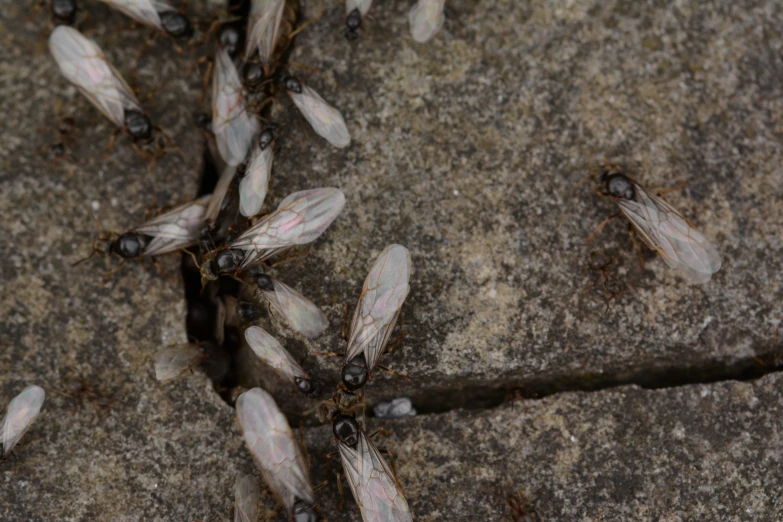 the insect is on the rock surface and flying around