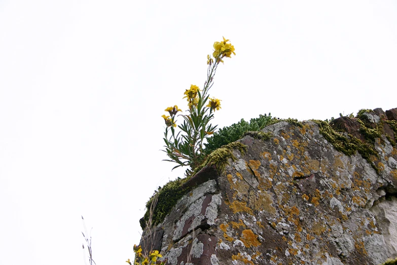 a yellow flower is on the top of a rock