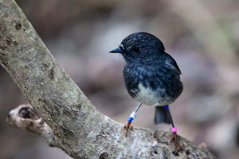 a black and gray bird perched on the limb of a tree