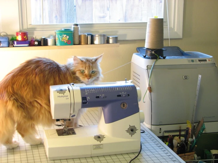 a cat on a table looking at a sewing machine