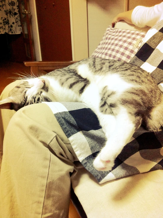 a cat lying on a sofa cushion with pillows