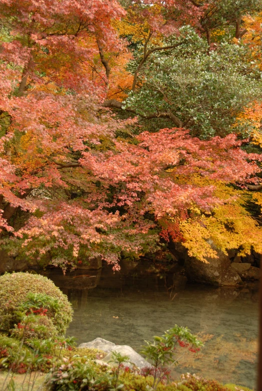 red trees with autumn leaves along side a pond