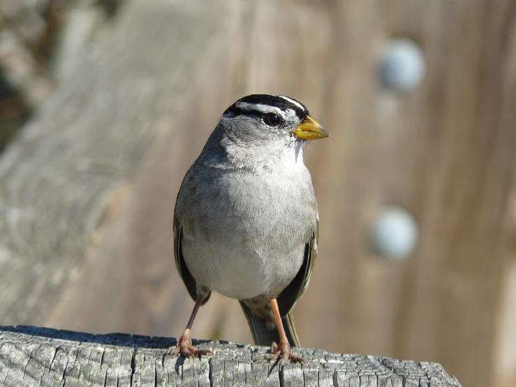 a small gray and black bird is perched on a piece of wood